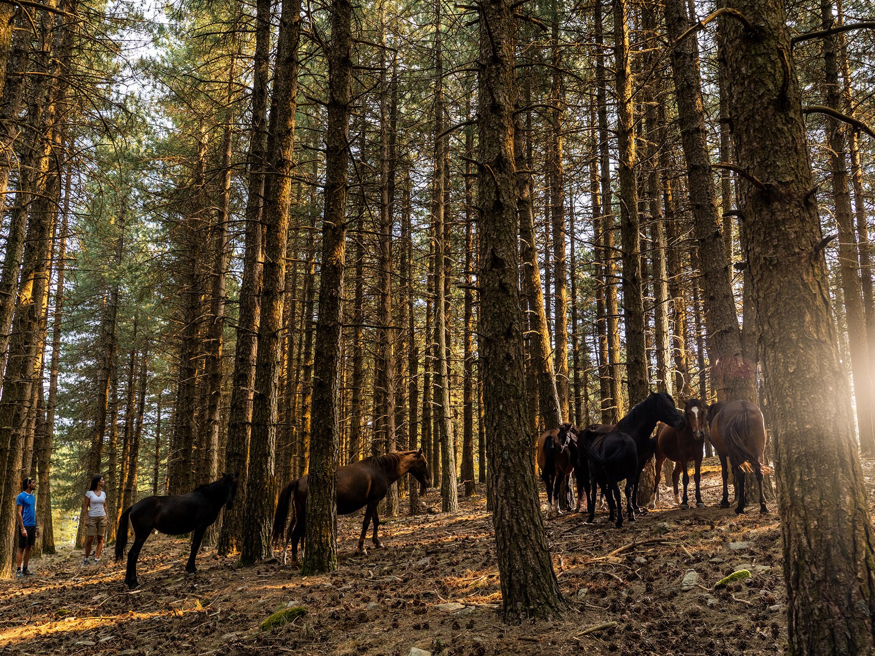 Horseback Ride