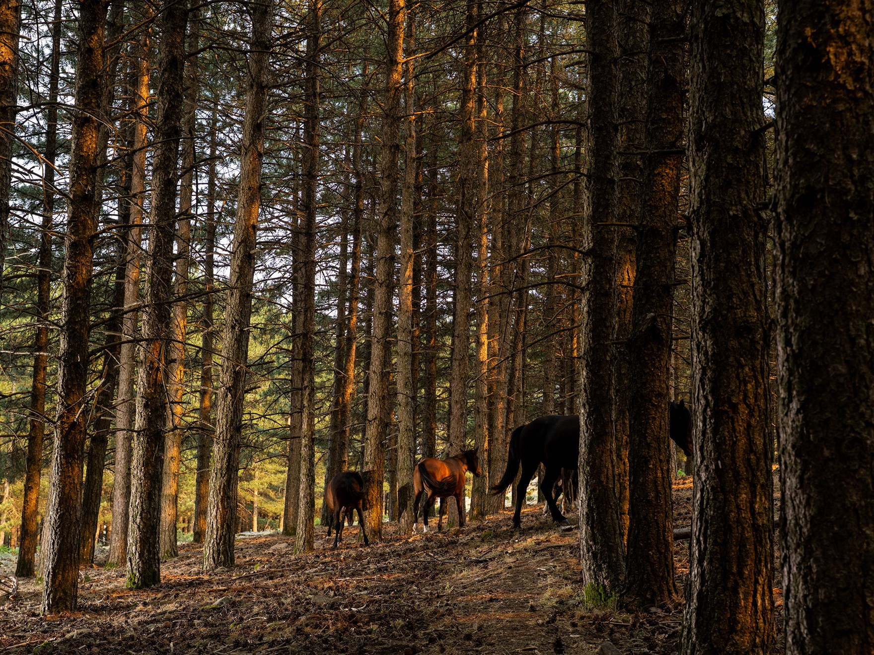 Horseback Ride
