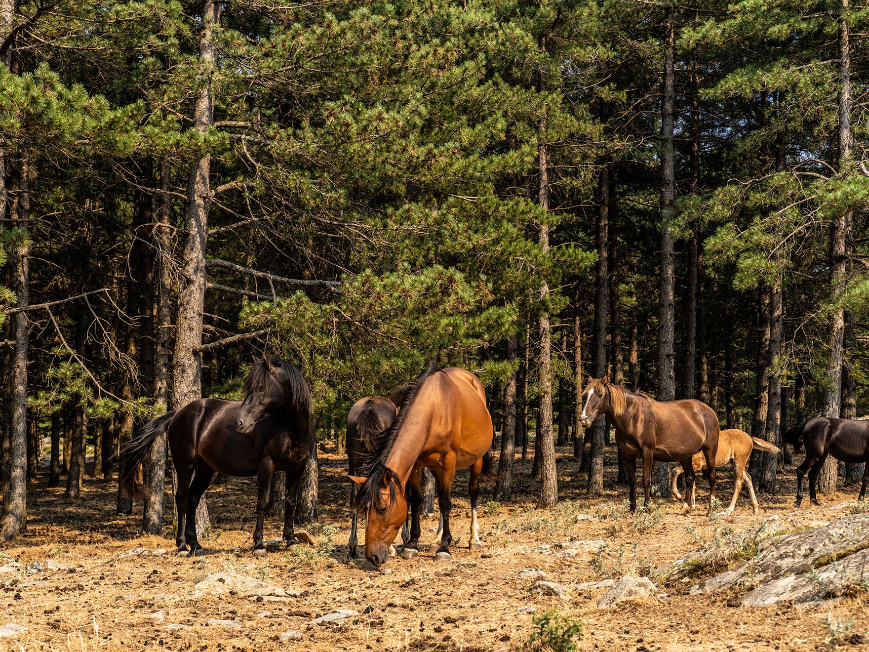 Horseback Ride