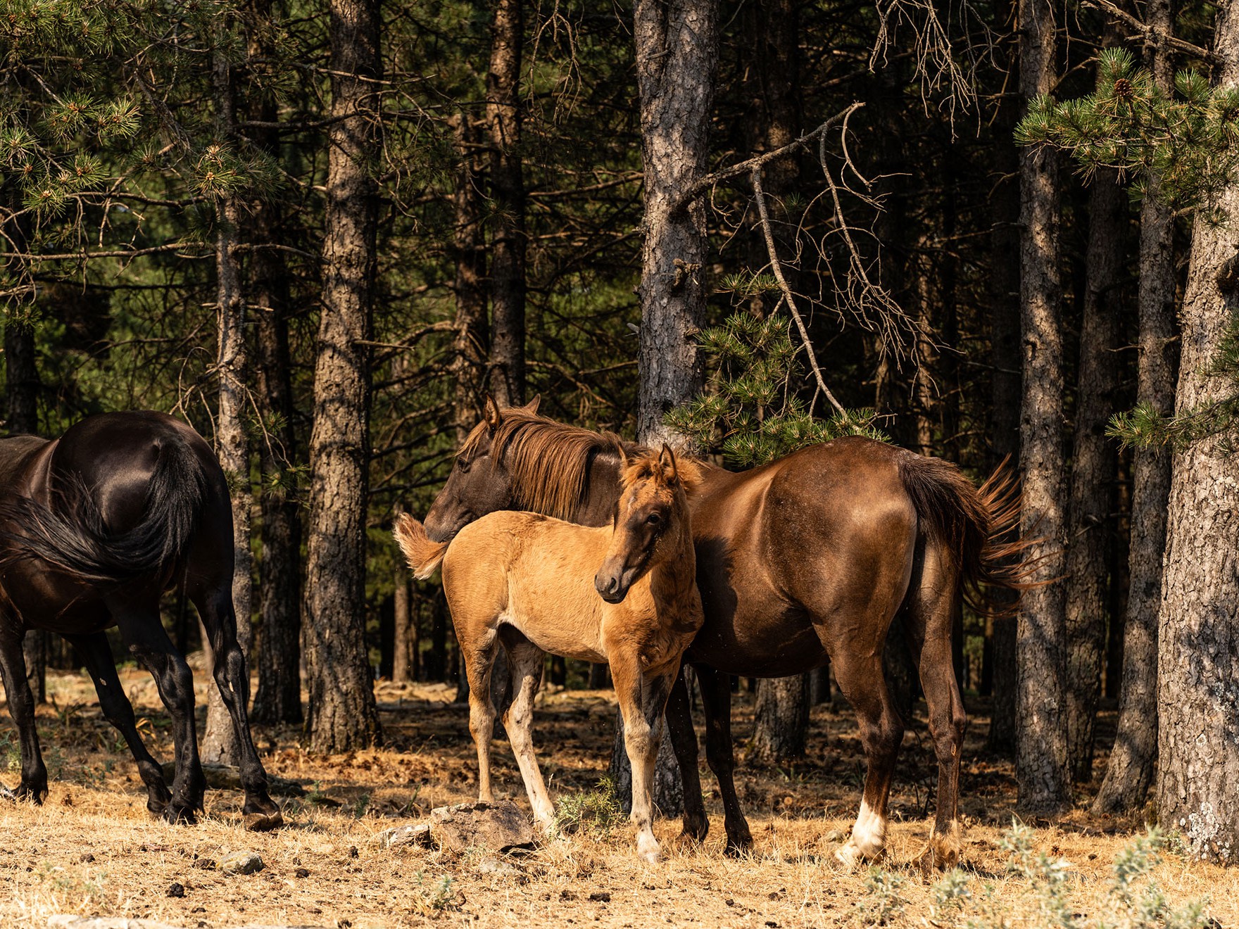 Horseback Ride