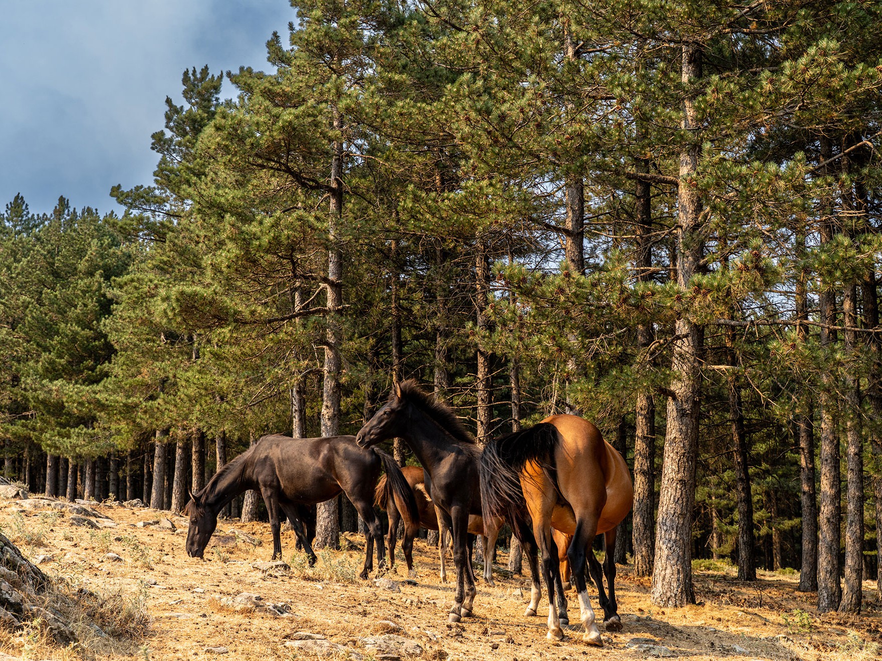 Horseback Ride