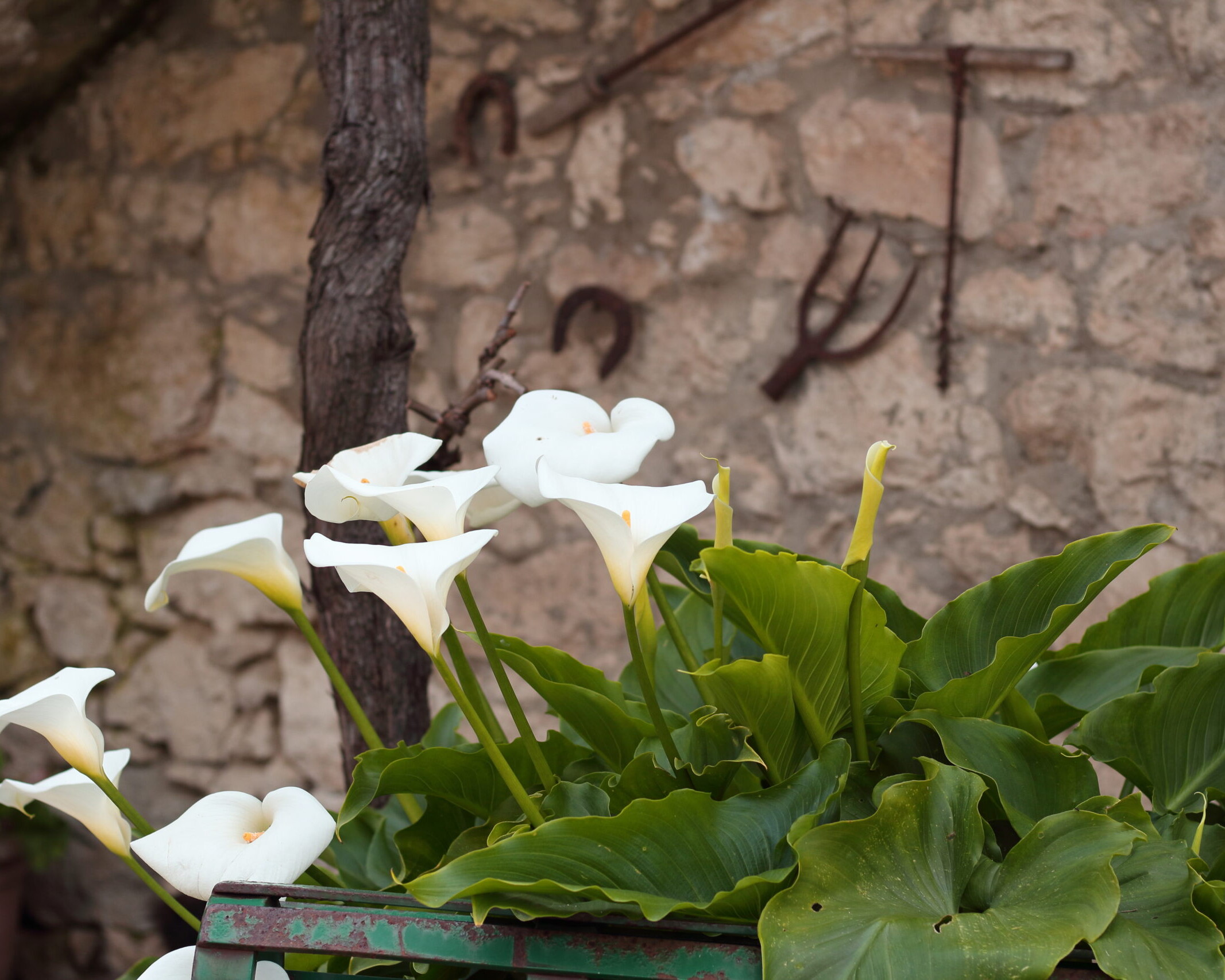 Azienda Agricola Cambuli