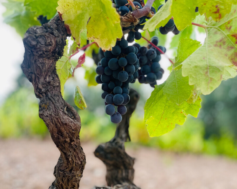 Azienda Agricola Schirru 